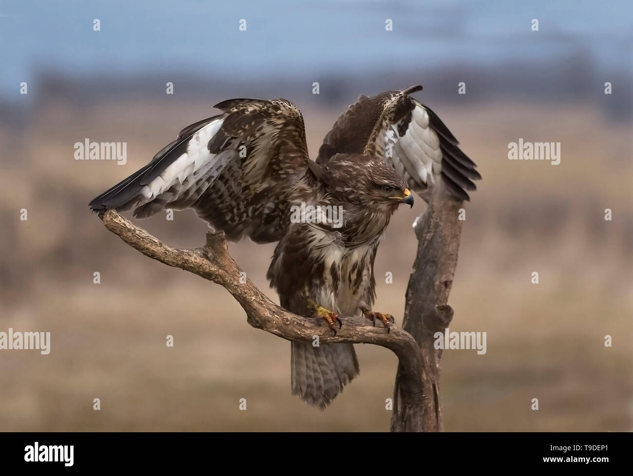 Comune poiana, il Parco Nazionale di Hortobágy, Ungheria Foto Stock