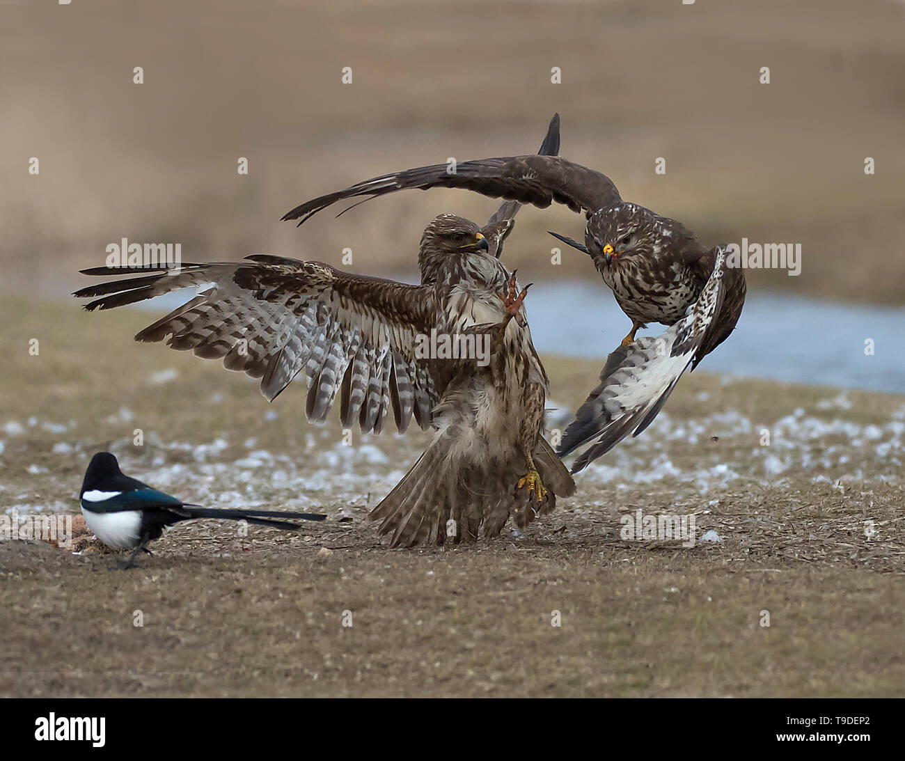 Comune poiana, il Parco Nazionale di Hortobágy, Ungheria Foto Stock