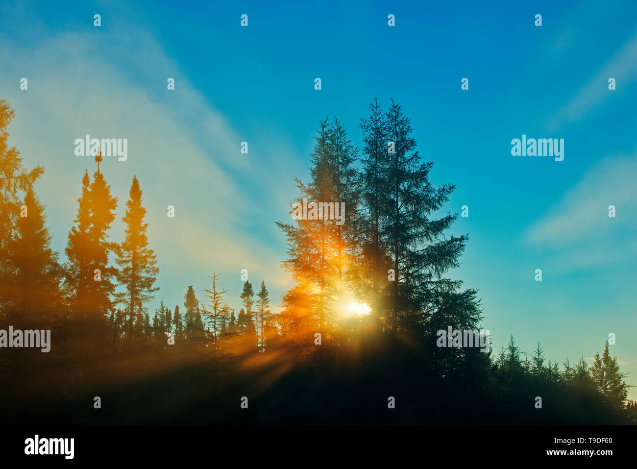 La foresta boreale nella nebbia st con sunrise sunburst. Chibougameau Québec Canada Foto Stock