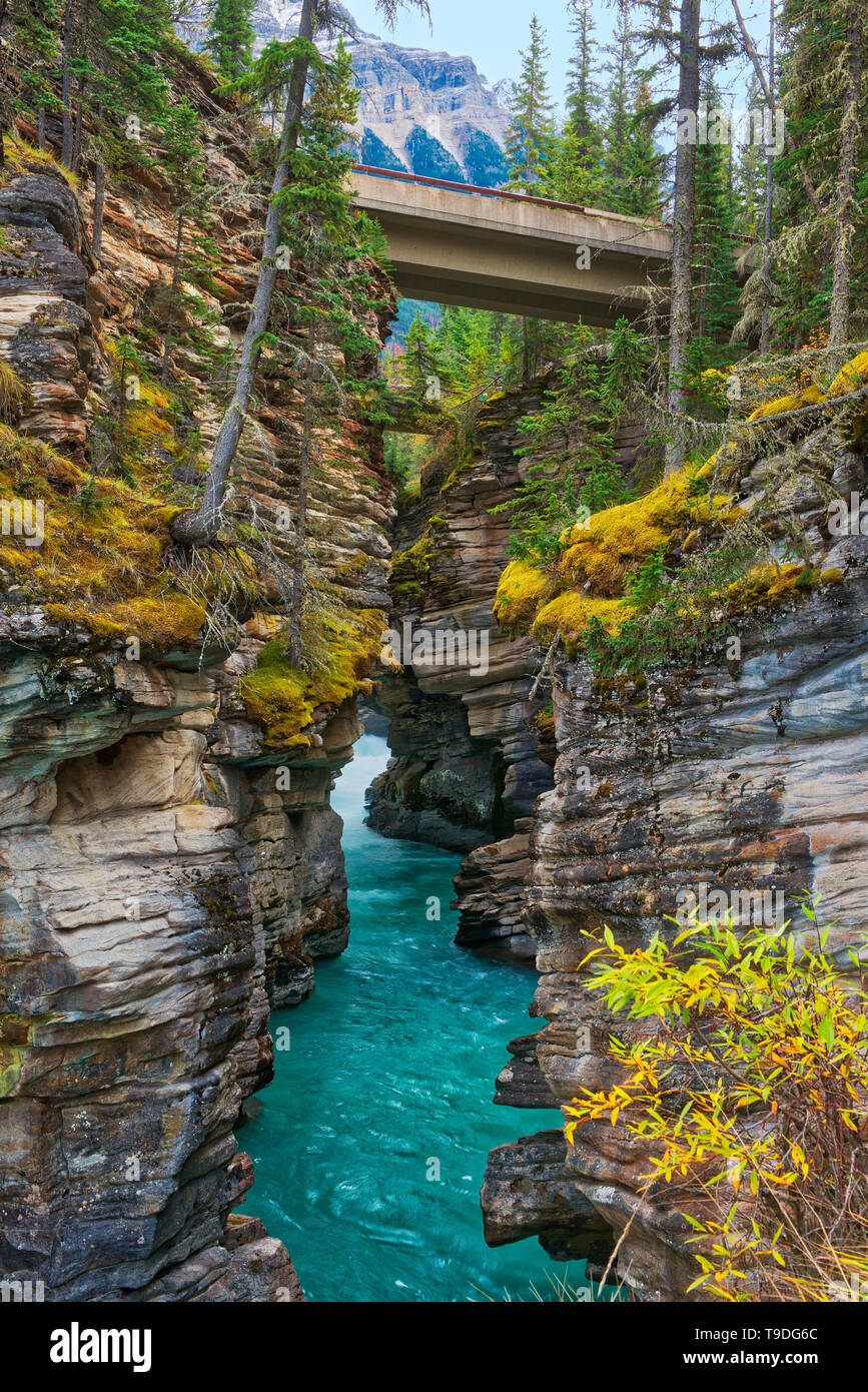 Athabasca River a Cascate Athabasca. Canada Montagne rocciose del Parco Nazionale di Jasper Alberta Canada Foto Stock