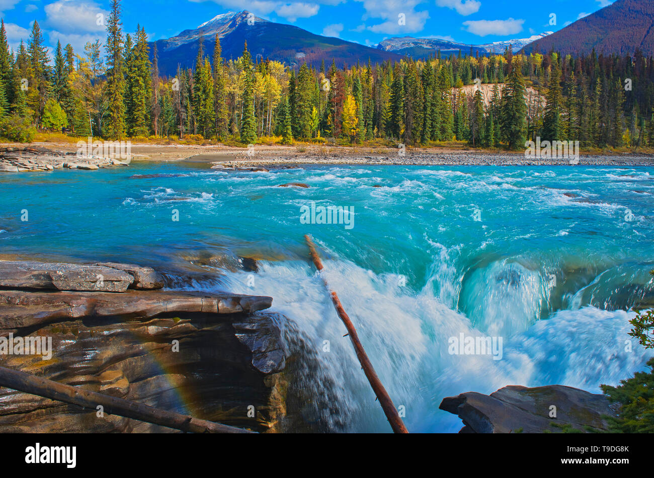 Athabasca River a Cascate Athabasca. Canada Montagne rocciose del Parco Nazionale di Jasper Alberta Canada Foto Stock