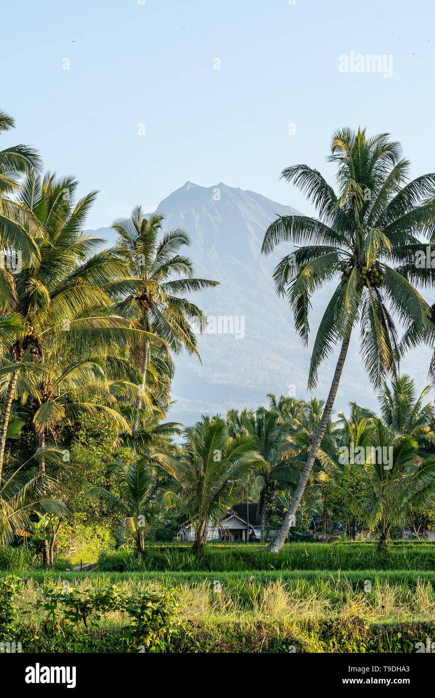 Una mattina in vista del monte Rinjani attraverso alcune palme su Lombok, Indonesia Foto Stock