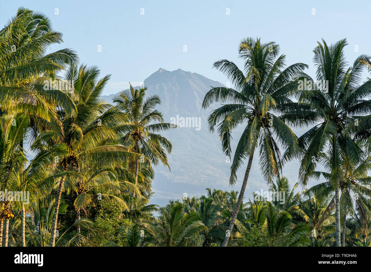 Una mattina in vista del monte Rinjani attraverso alcune palme su Lombok, Indonesia Foto Stock