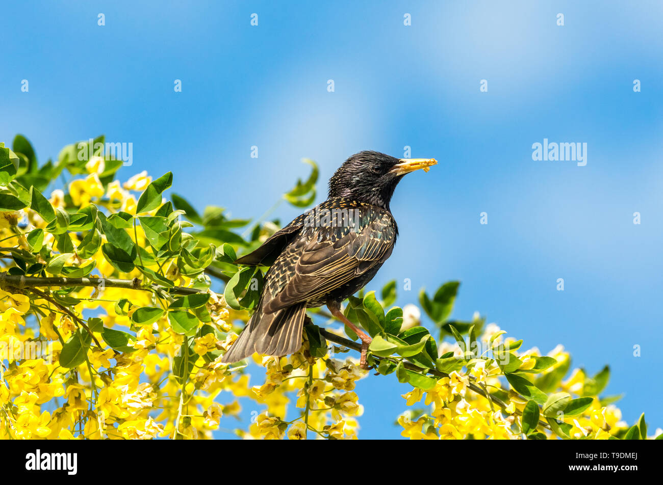 Starling, nome scientifico: Sturnus vulgaris. appollaiato in Maggiociondolo albero con colore giallo brillante fiori. Essiccato mealworms nel becco. Pulire il cielo blu sullo sfondo. Foto Stock