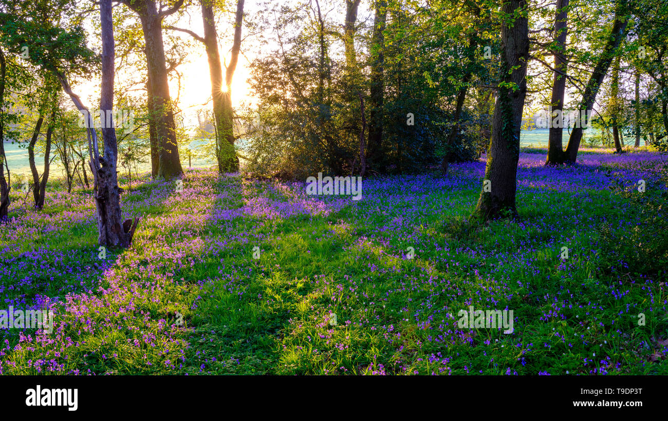 Hambledon, Regno Unito - 30 Marzo 2019: l'alba in un legno bluebell vicino Hambledon in Hampshire, Regno Unito Foto Stock