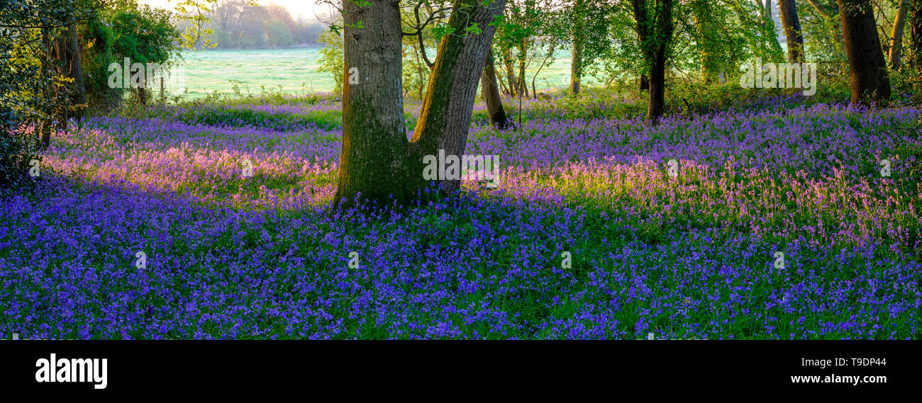 Hambledon, Regno Unito - 30 Marzo 2019: l'alba in un legno bluebell vicino Hambledon in Hampshire, Regno Unito Foto Stock