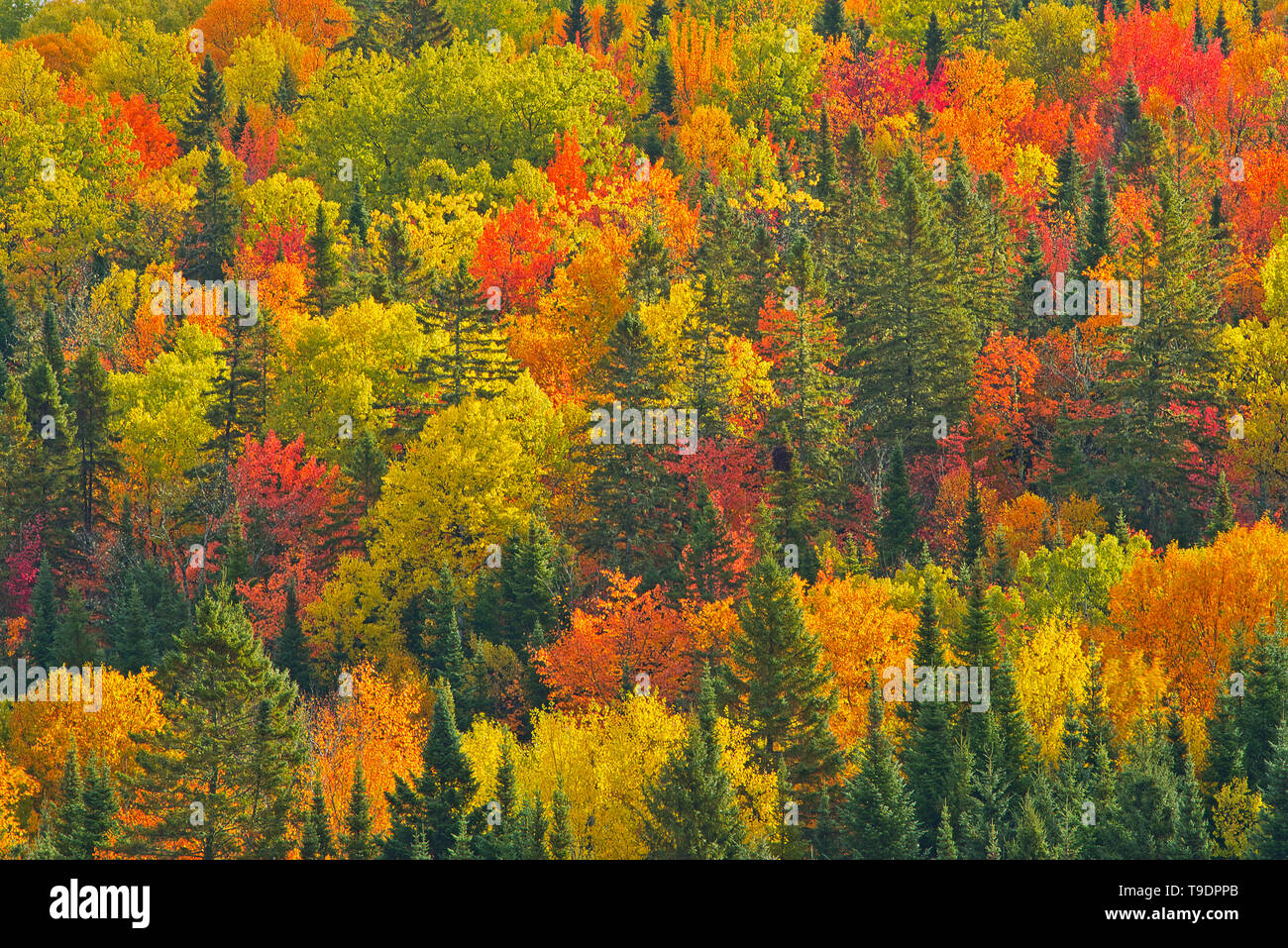 Acadian foresta nel fogliame di autunno. Nei pressi di Edmunston. La Contea di Madawaska, Saint-Joseph New Brunswick Canada Foto Stock