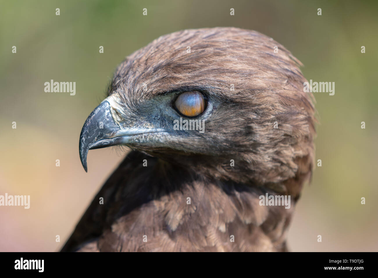 Un serpente marrone Eagle che mostra la membrana nictitating che protegge l'occhio. Foto Stock