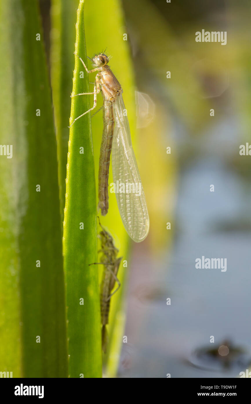 Damselfly REGNO UNITO Foto Stock