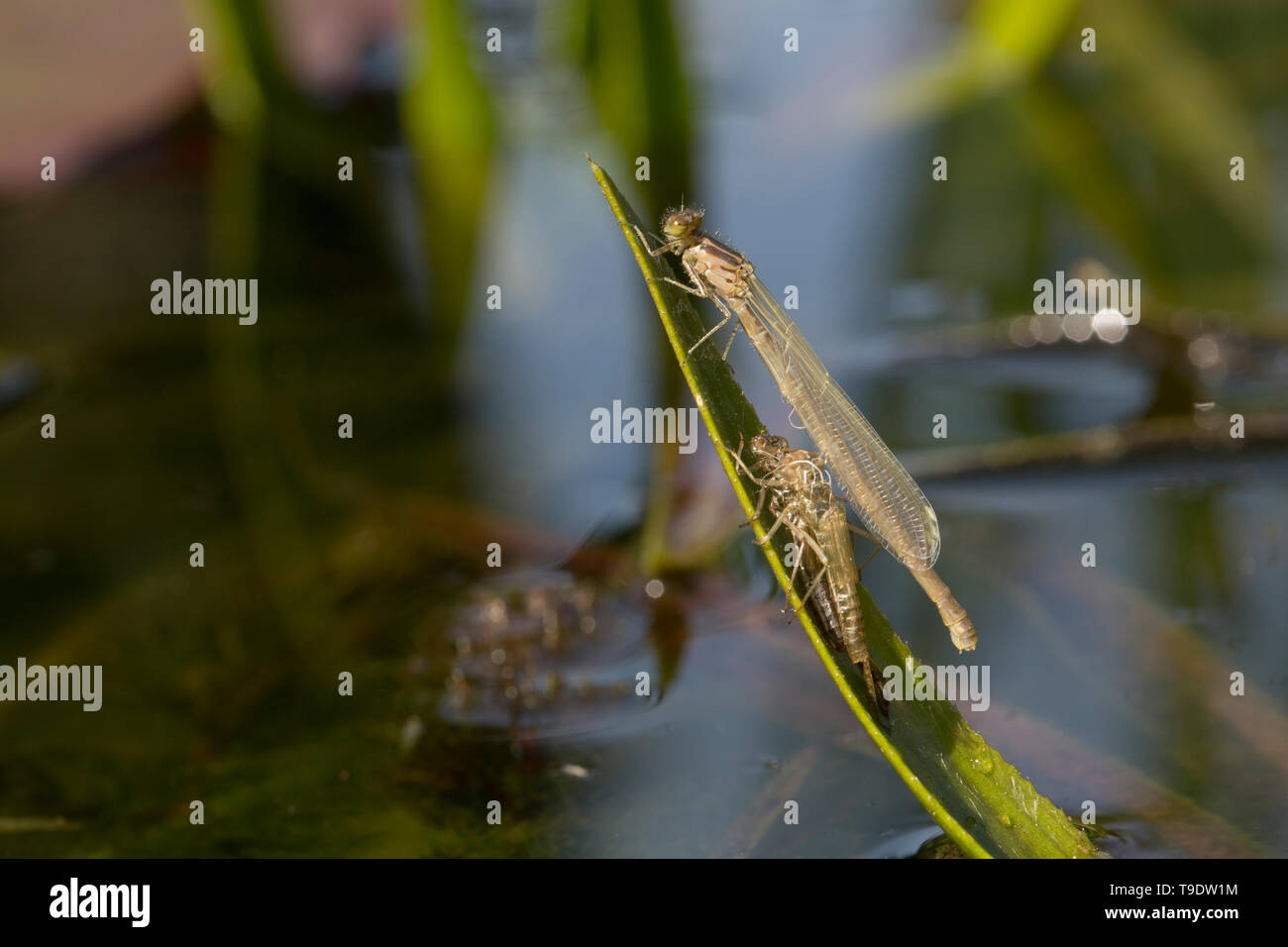 Damselfly REGNO UNITO Foto Stock