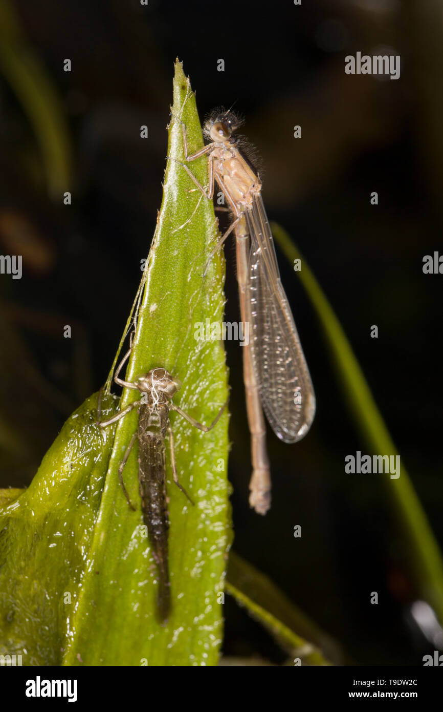 Damselfly REGNO UNITO Foto Stock