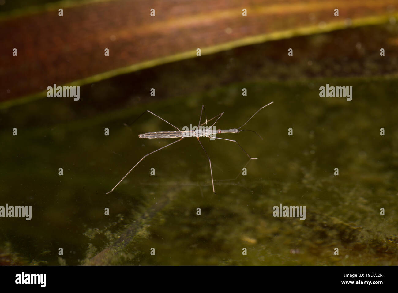 Un misuratore di acqua, Hydrometra stagnorum, passeggiate attraverso la superficie di un laghetto in giardino a maggio. Lancashire North West England Regno Unito GB Foto Stock