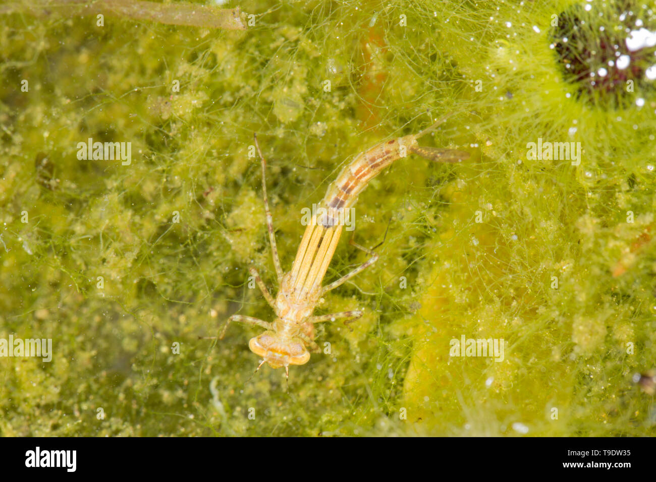 Una Ninfa damselfly o larva, ordine odonati, fotografato di notte nel maggio ai margini di un laghetto in giardino. Lancashire North West England Regno Unito GB Foto Stock