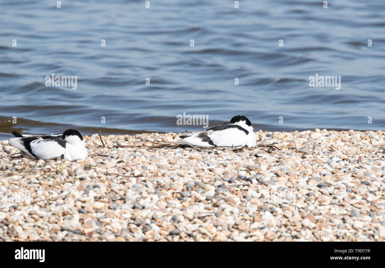 Avocette (Recurvirostra avosetta) Foto Stock