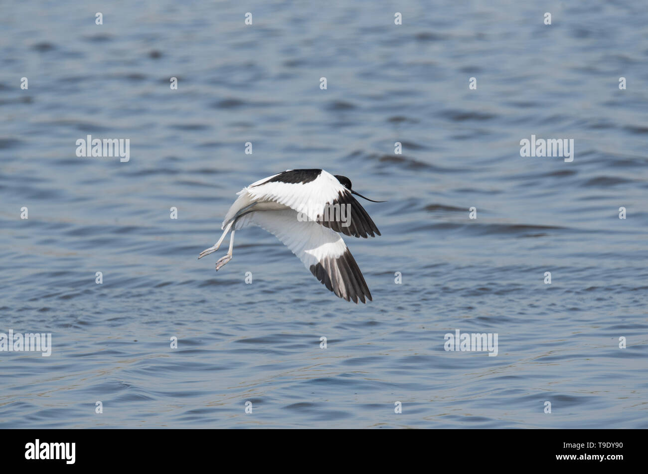 Avocette (Recurvirostra avosetta) Foto Stock