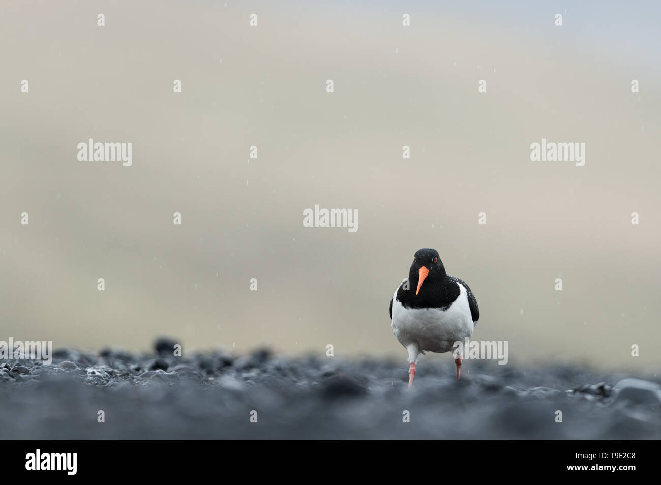 Oystercatcher sotto la pioggia. L'euroasiatica (oystercatcher Haematopus ostralegus) noto anche come il comune pied oystercatcher o oystercatche paleartica Foto Stock