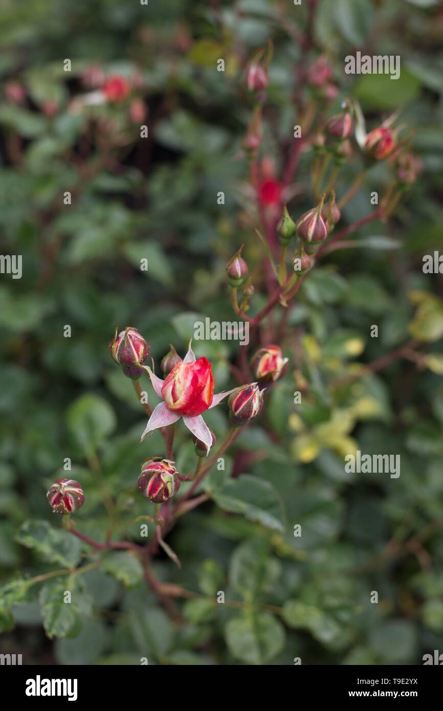Vacanze Romane floribunda rosa sul Owen Giardino di Rose di Eugene, Oregon, Stati Uniti d'America. Foto Stock