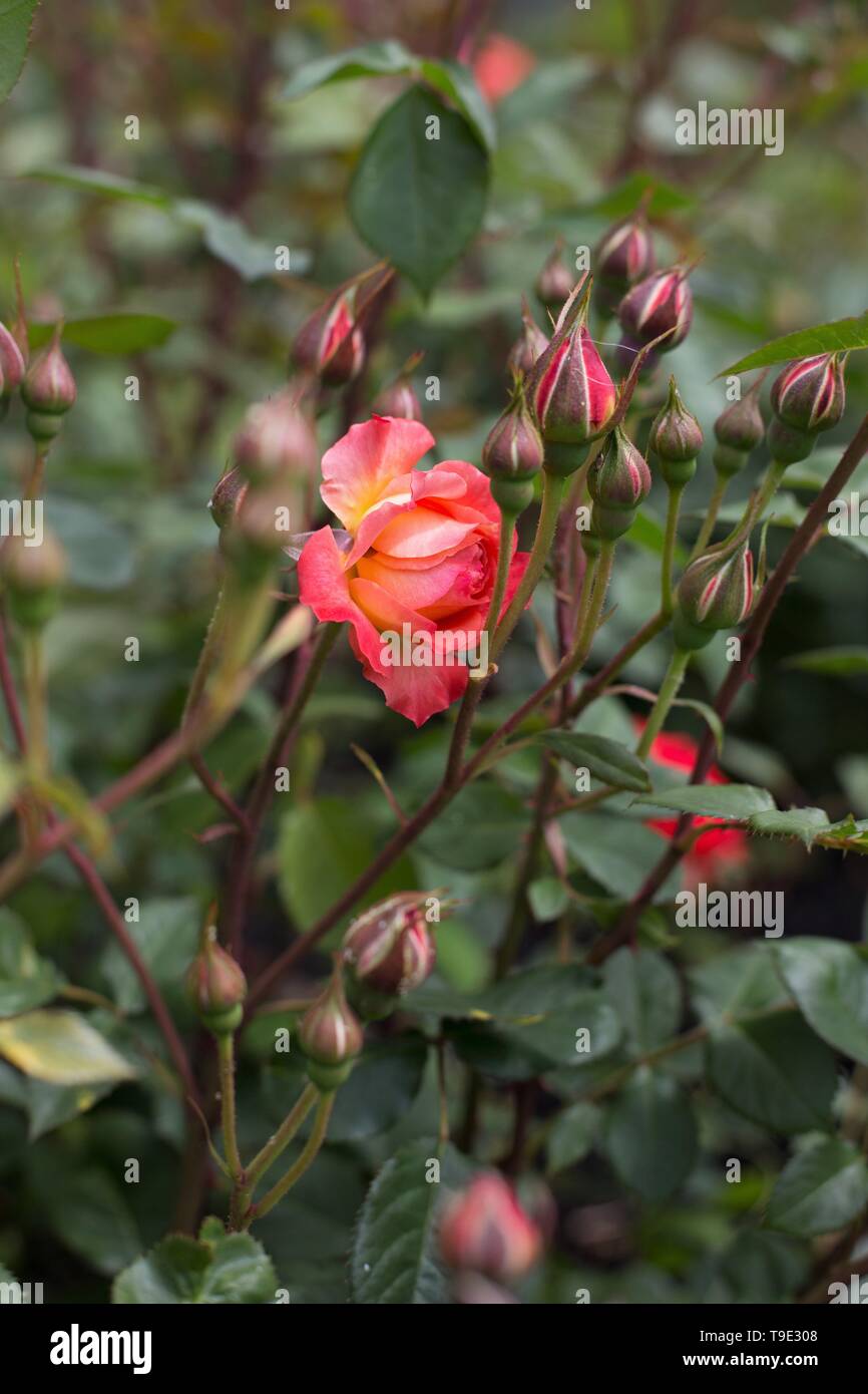 Vacanze Romane floribunda rosa sul Owen Giardino di Rose di Eugene, Oregon, Stati Uniti d'America. Foto Stock