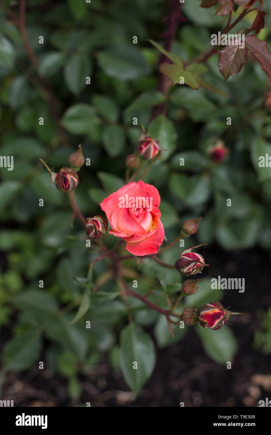 Vacanze Romane floribunda rosa sul Owen Giardino di Rose di Eugene, Oregon, Stati Uniti d'America. Foto Stock