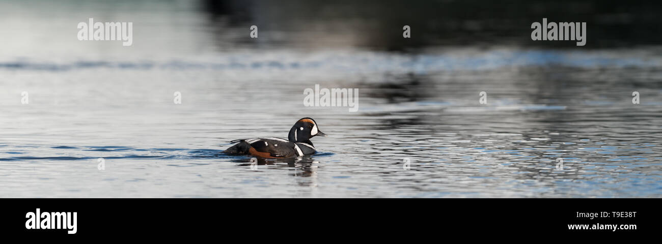 Harlequin duck a Jokusarlon laguna glaciale. L'Arlecchino anatra (Histrionicus histrionicus) è un piccolo mare di anatra. Essa prende il suo nome dall'Arlecchino (Fre Foto Stock