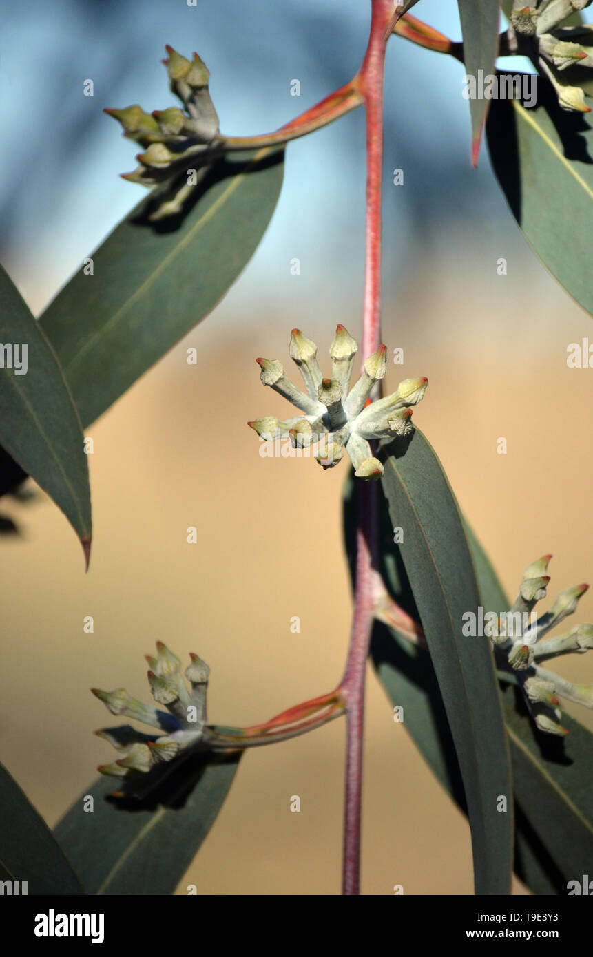 In confezione chiusa e gemme di rari giallo in alto Mallee ceneri, eucalipto luehmanniana, famiglia Myrtaceae. Specie minacciate nativa per la costa centrale del nuovo Sout Foto Stock