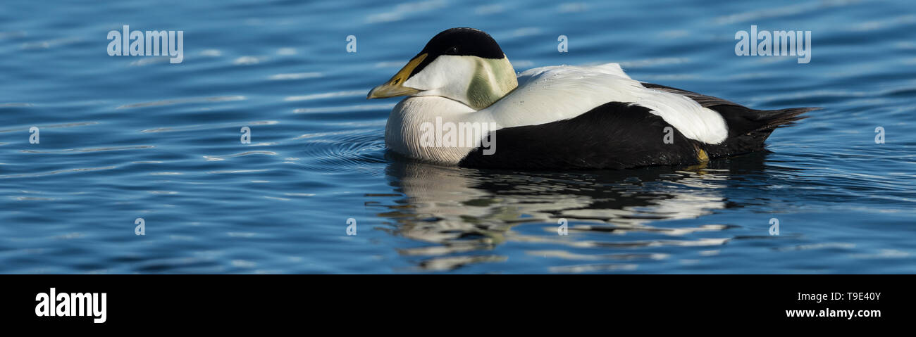 Il comune eider (pronunciato /ˈaɪ.dər/) (Somateria mollissima) è un grande (50-71 cm (20-28) nella lunghezza del corpo) sea-duck, che viene distribuito su n Foto Stock