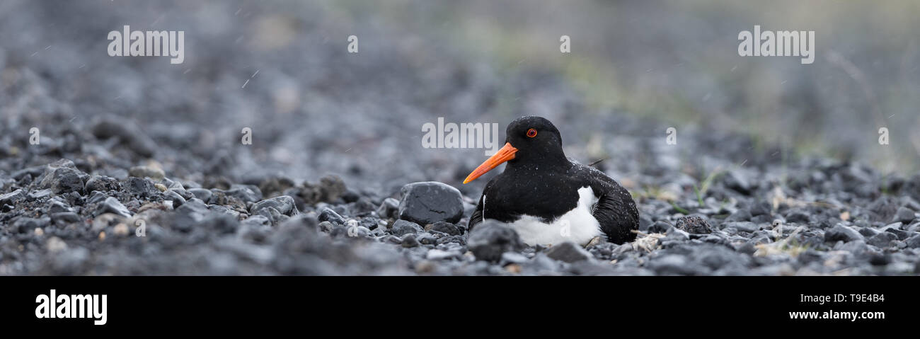 Oystercatcher sotto la pioggia. L'euroasiatica (oystercatcher Haematopus ostralegus) noto anche come il comune pied oystercatcher o oystercatche paleartica Foto Stock