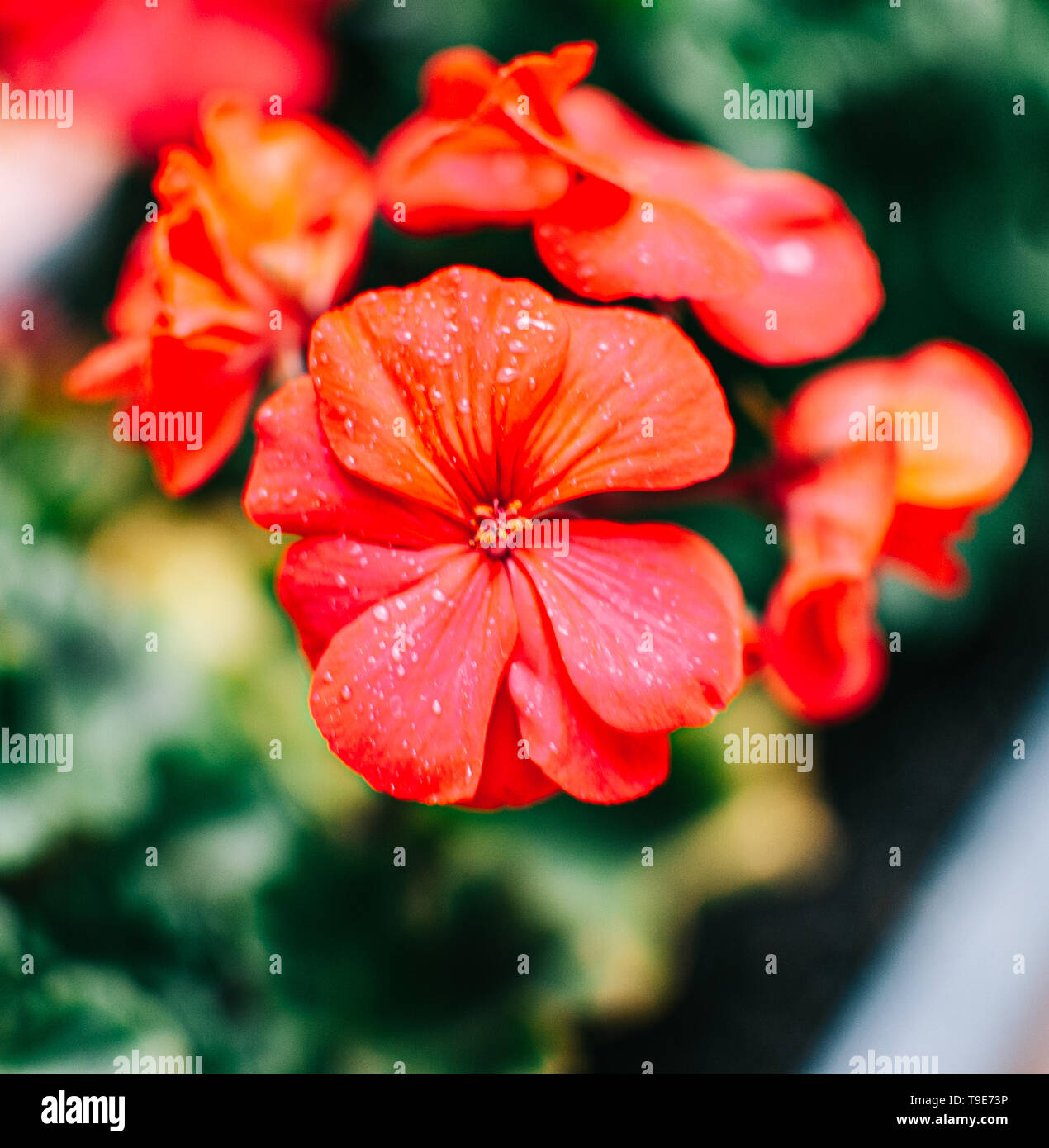 Rosso fiore di geranio Foto Stock