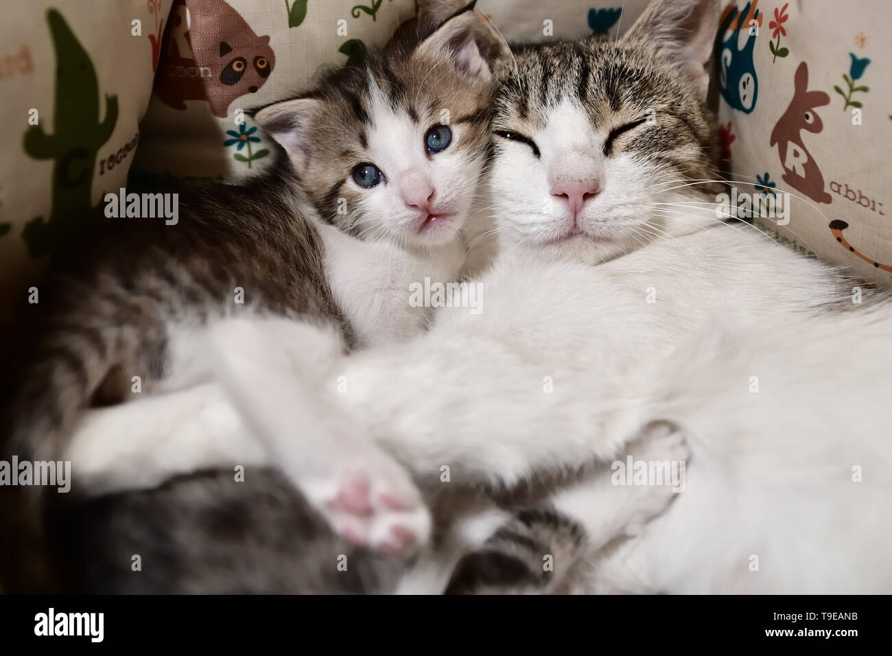Un gatto con un gattini Foto Stock
