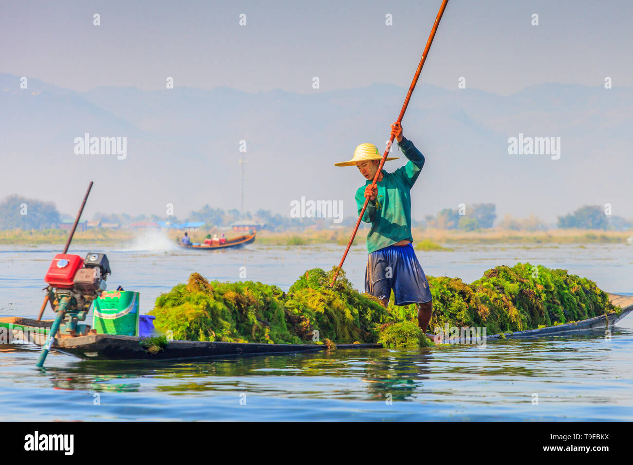 Raccolta di alghe nel Lago Inle. Myanmar Foto Stock