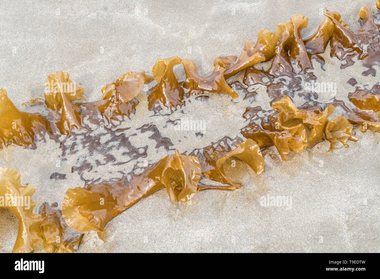 Lo zucchero Kelp / Saccharina latissima, precedentemente Laminaria saccarina si è incagliata su una spiaggia della Cornovaglia. Può essere utilizzato come alimento quando appena raccolto. Foto Stock