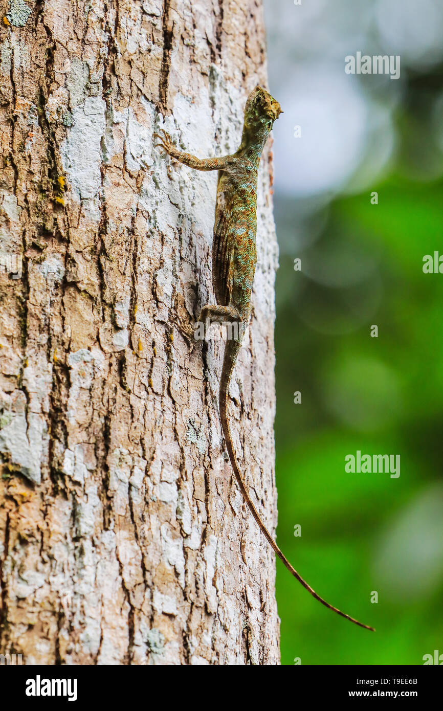 Lucertola volante immagini e fotografie stock ad alta risoluzione - Alamy