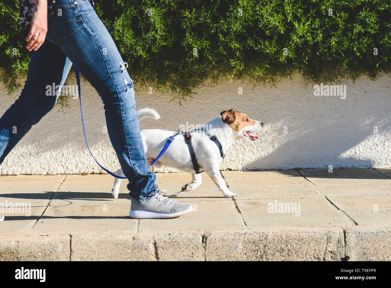 Dog walker falcate con il suo animale al guinzaglio mentre passeggiate alla pavimentazione stradale Foto Stock