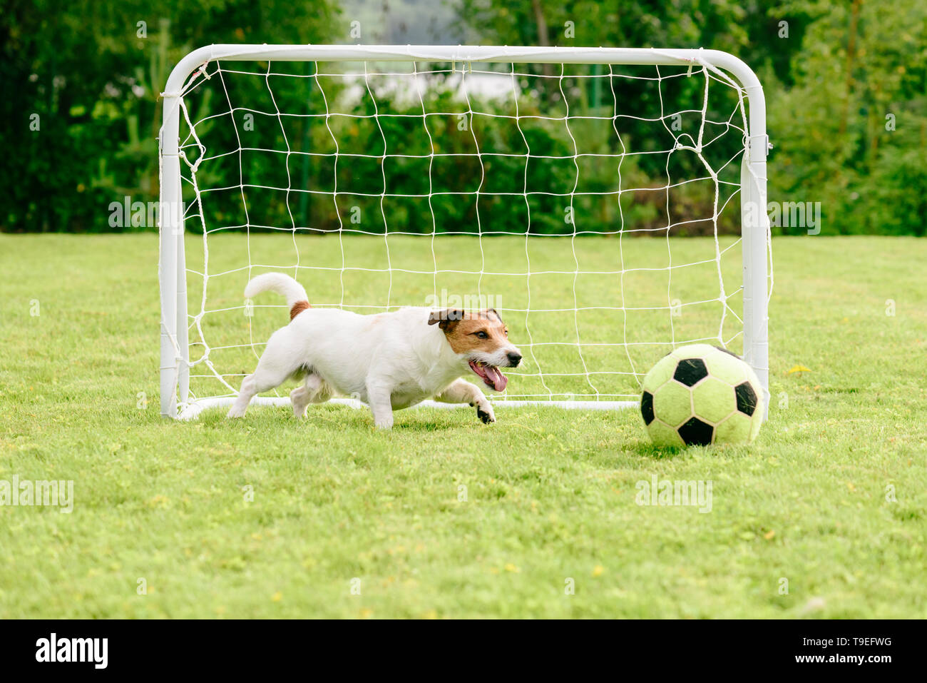 Cane giocare con il gioco del calcio (calcio) sfera accanto al mini obiettivo Foto Stock