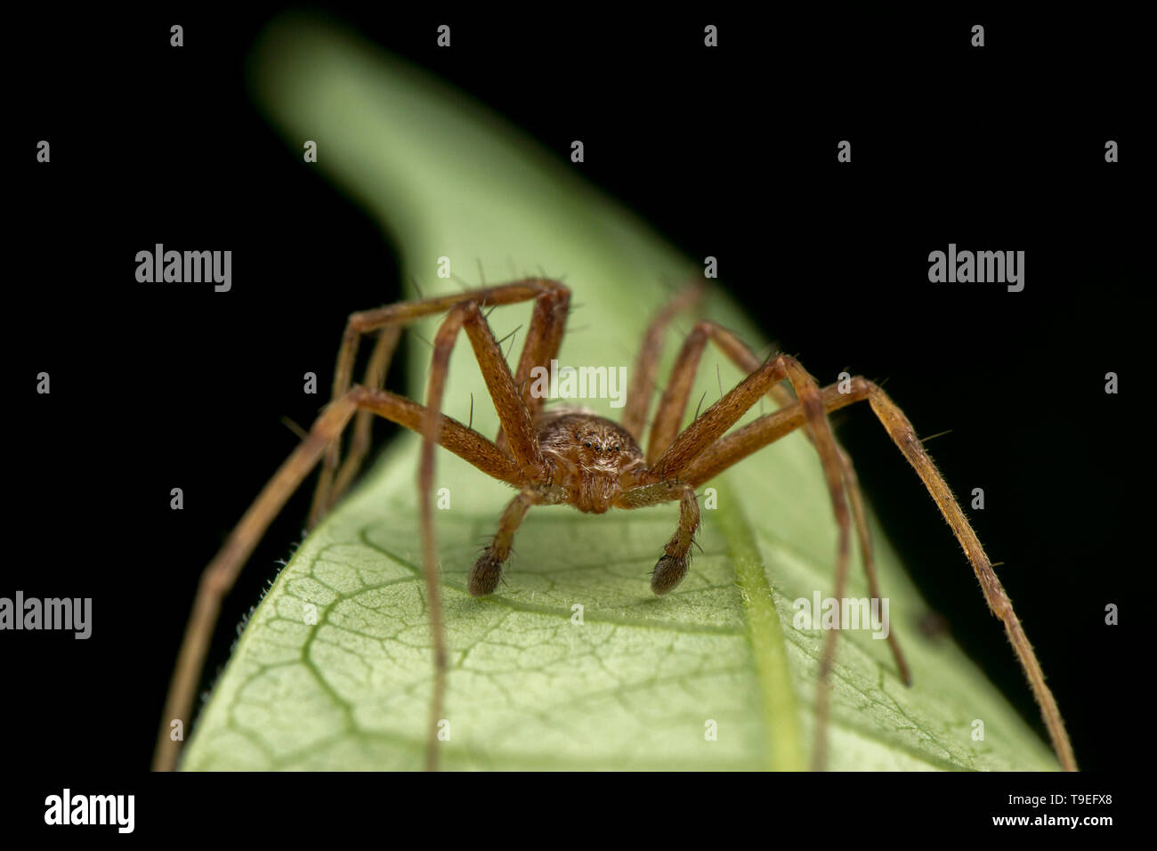 Phylodromidae Sp. spider maschio in posa sulla foglia verde Foto Stock