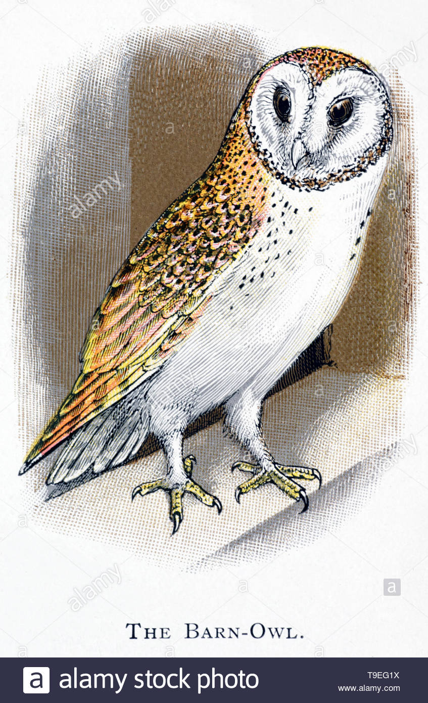Il barbagianni (Tyto alba), Illustrazione vintage pubblicato in 1898 Foto Stock