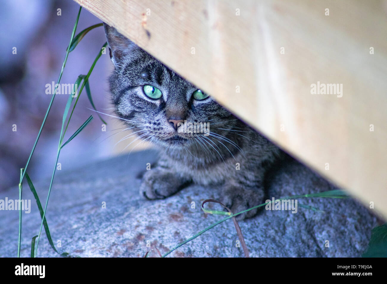 Timido gatto con gli occhi verdi Foto Stock