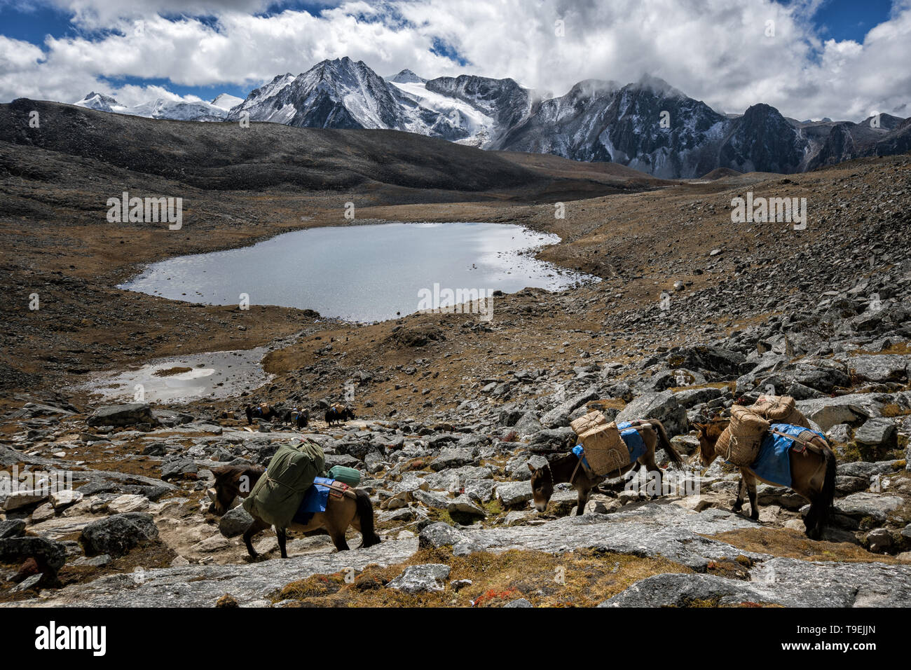 Pack animali attraversando Loju La pass, Lunana Gewog, Gasa distretto, Snowman Trek, Bhutan Foto Stock