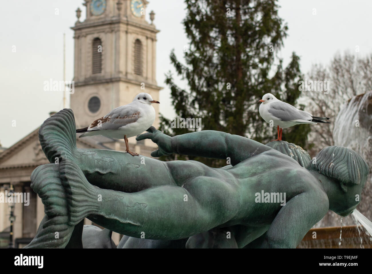 Gli uccelli sulla statua in Trafalgar Square Foto Stock