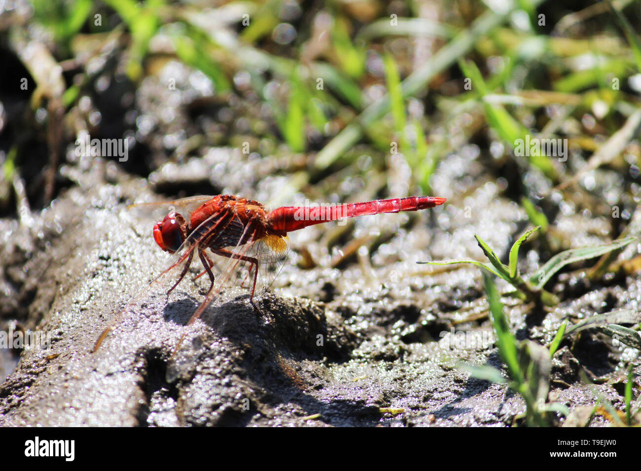 Un bellissimo net-insetto alato ottenuto sulla mia fotocamera senza un micro lenti - che ho avuto la fortuna e attento per it / molto grato Foto Stock