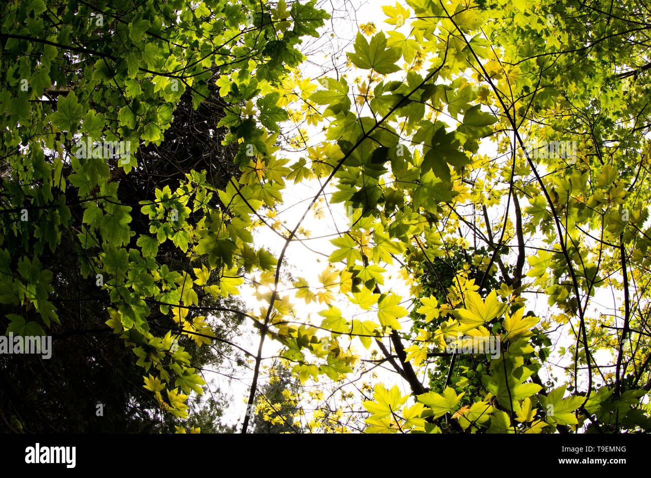 Coleton Fishacre è una proprietà composta di 24 acri di giardino e di una casa di proprietà è stata di proprietà del National Trust dal 1982. Foto Stock