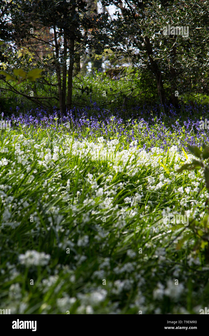 Coleton Fishacre è una proprietà composta di 24 acri di giardino e di una casa di proprietà è stata di proprietà del National Trust dal 1982. Foto Stock