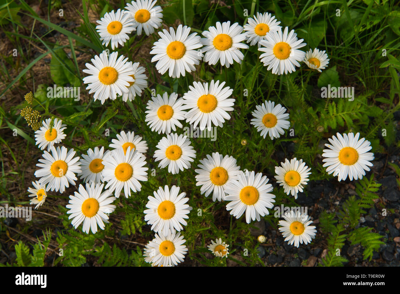 Oxeye Daisy (Leucanthemum vulgare) cresce a occhi bendati Lago Vicino Kenora Ontario Canada Foto Stock