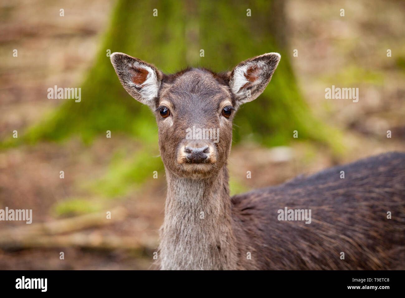 Ritratto di Cervo femmina in una splendida foresta (Germania) Foto Stock