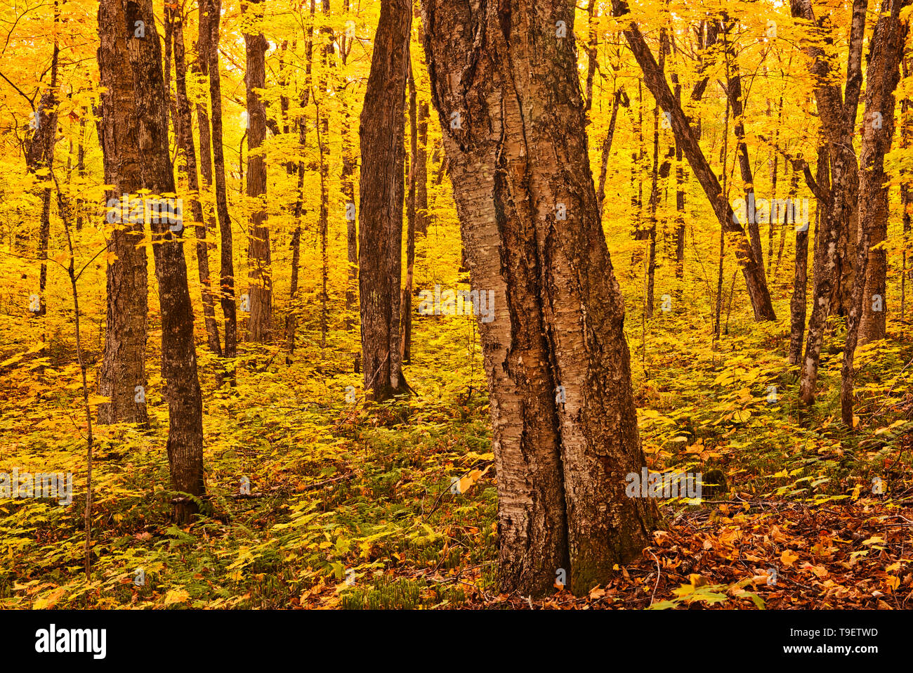 Colore di autunno in acero alle foreste di latifoglie. Regione dei Grandi Laghi - SAN LORENZO Zona di foresta. La Mauricie National Park Québec Canada Foto Stock