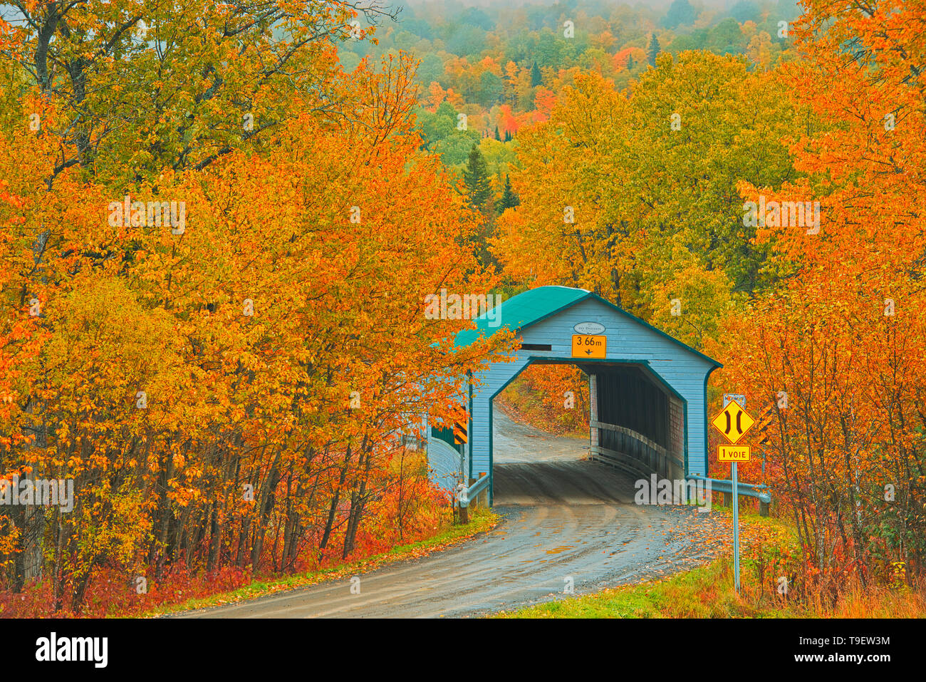 I colori autunnali circondano il ponte coperto - Pont Des Draveurs - attraverso la Petite rivière Neigette. Sainte-Blandine Québec Canada Foto Stock