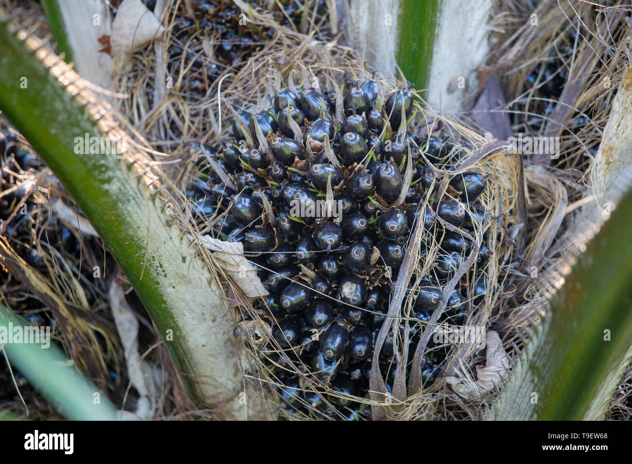 Close up acerbi olio di palma date in Malaysia Sabah Foto Stock