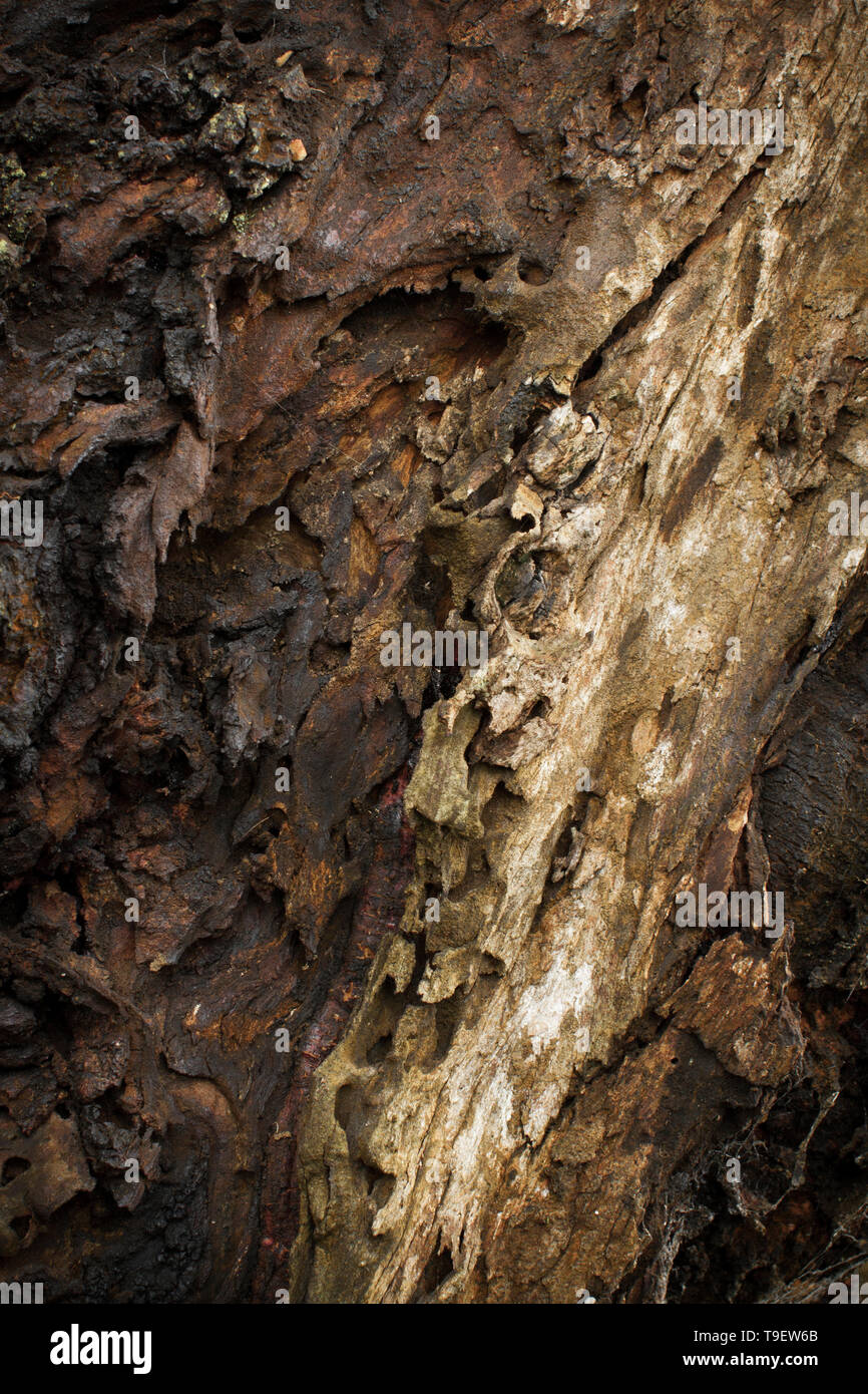 Il tronco di albero texture unica e forma Foto Stock
