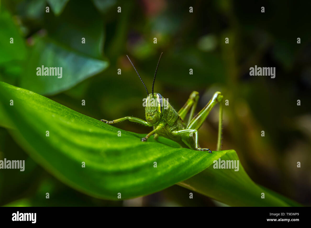 Un grasshopper camouflage sulla parte superiore delle foglie di piante Foto Stock
