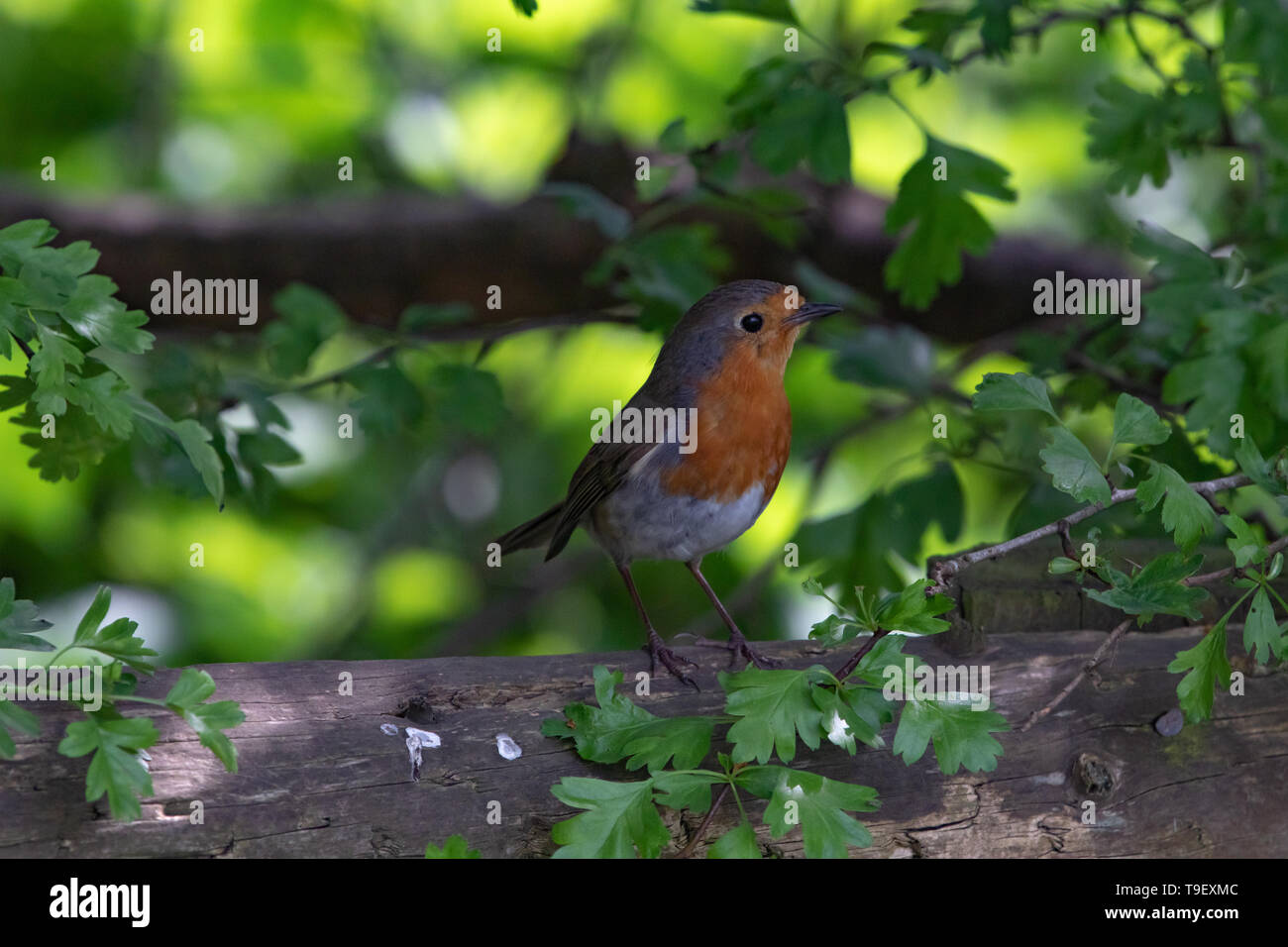 Robin nell'albero Foto Stock